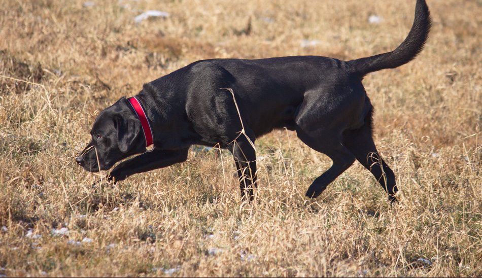 pointing labrador breeders